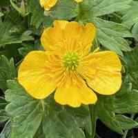 Ranunculus montanus 'Molten Gold'
